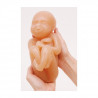 Fetus Model Set (4)